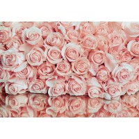 Фотообои PosterMarket WM-48NW Розовые розы