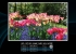 Фотообои на бумаге 3403P4 Розовые тюльпаны