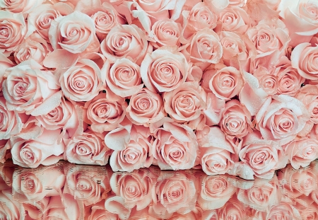 Фотообои PosterMarket WM-48NW Розовые розы
